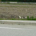 第31回黒部名水マラソンの競技写真